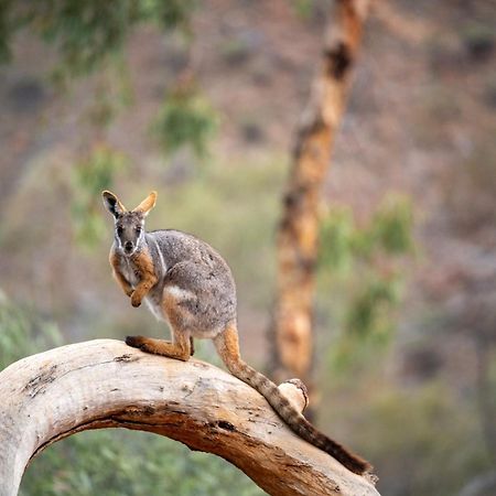 Arkaroola Wilderness Sanctuary Hotel Exterior photo