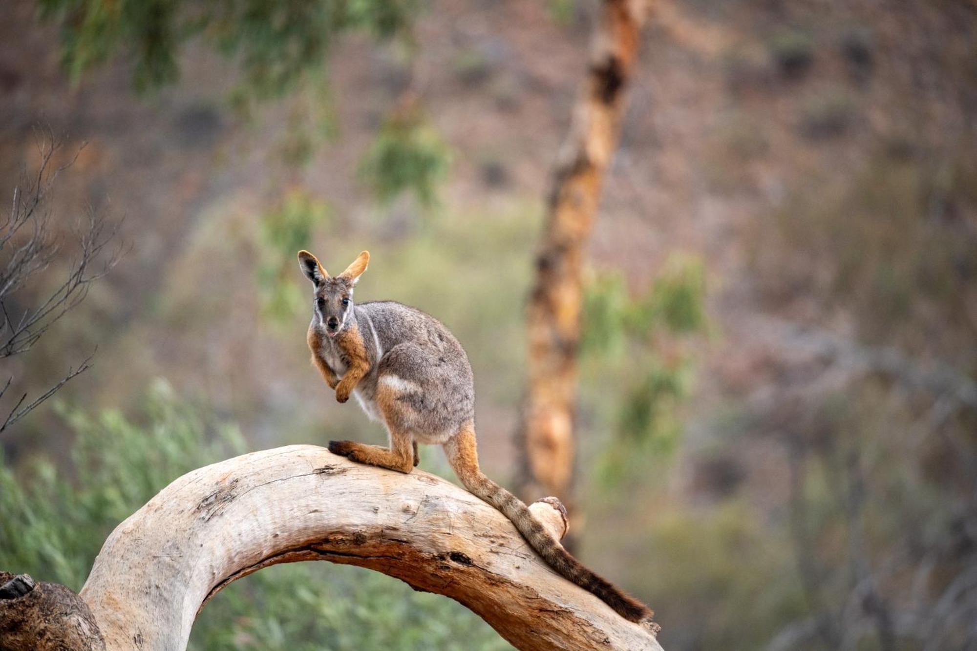 Arkaroola Wilderness Sanctuary Hotel Exterior photo